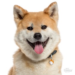 Medaglietta Cane Akita Inu - Indossata