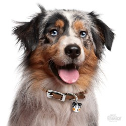 Medaglietta cane Australian Sheperd - Indossata