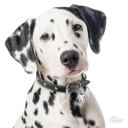 Medaglietta cane Dalmata - Indossata