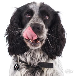 Medaglietta cane Cocker bianco e nero - Indossata