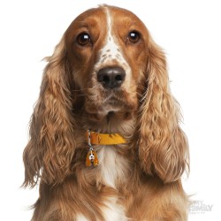 Medaglietta cane Cocker bianco e arancio - Indossata