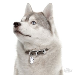 Medaglietta cane Husky siberiano - Indossata