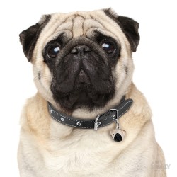 Medaglietta cane Carlino Fulvo - Indossata