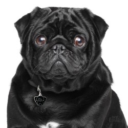 Medaglietta cane Carlino Nero - Indossata