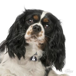 Medaglietta cane Cavalier King Tricolore - Indossata