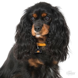 Medaglietta cane Cavalier King Black e Tan - Indossata