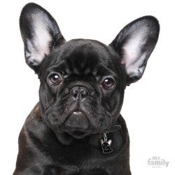 Medaglietta cane Bulldog Francese Nero - Indossata