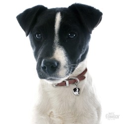 Medaglietta cane Jack Russel Bianco e Nero - Indossata