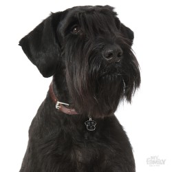 Medaglietta cane Schnauzer Nero - Indossata