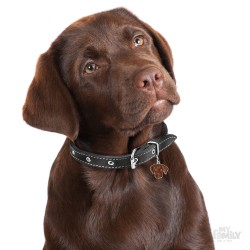 Medaglietta cane Labrador Cioccolato - Indossata