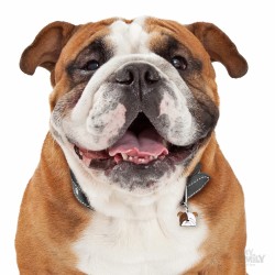 Medaglietta cane Bulldog Inglese - Indossata