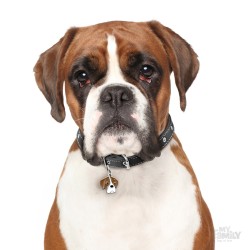 Medaglietta cane Boxer Bianco e Marrone - Indossata