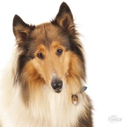 Medaglietta cane Collie - Indossata
