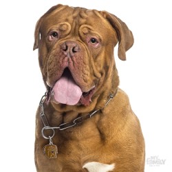 Medaglietta cane Dogue De Bordeaux - Indossata