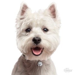 Medaglietta cane West Highland White Terrier - Indossata