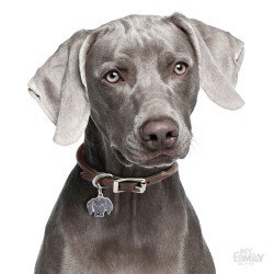 Medaglietta cane Weimaraner - Indossata