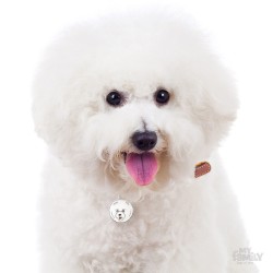 Medaglietta cane Bichon Frisè - Indossata