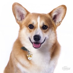 Medaglietta cane Welsh Corgi Cardigan - Indossata