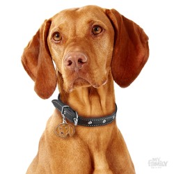Medaglietta cane Vizsla - Indossata