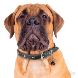 Medaglietta cane Bullmastiff - Indossata