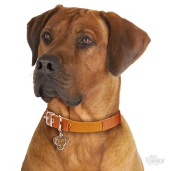 Medaglietta cane Rhodesian Ridgeback  - Indossata