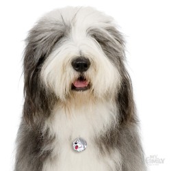 Medaglietta cane Bobtail - Indossata