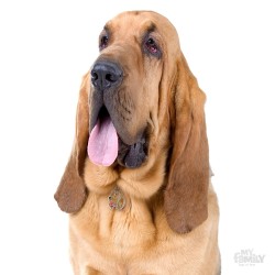 Medaglietta cane Bloodhound - Indossata