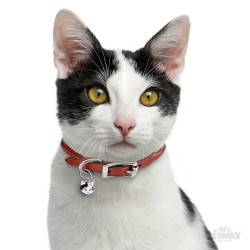 Medaglietta Gatto Europeo Bianco e Nero - Indossata
