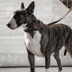 Medaglietta cane Bull Terrier bianco e marrone