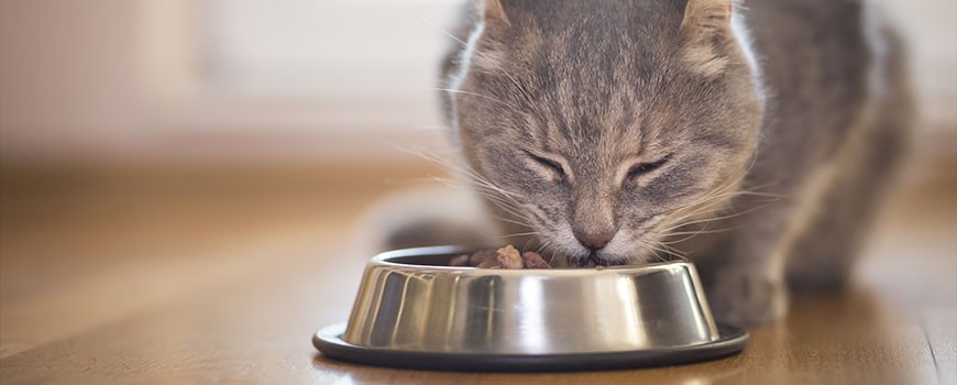 Qual è il Miglior Cibo per Gatti?