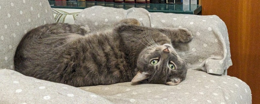 I Migliori Nomi per Gatti Maschi, Femmine e Gattine: Scopri le Opzioni Più Popolari!