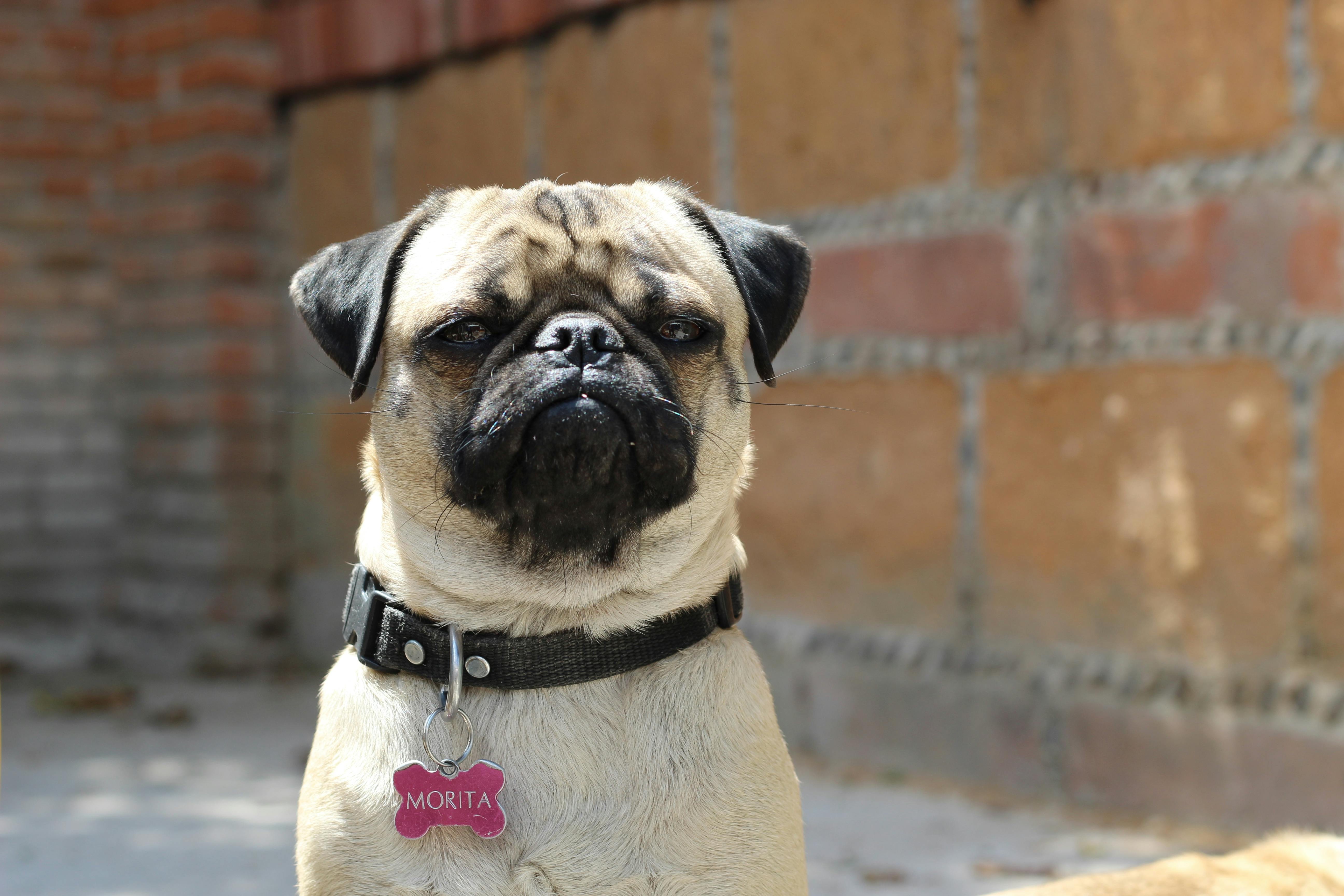 Alimentazione per cani con dermatite:  la guida completa per una dieta efficace e ipoallergenica