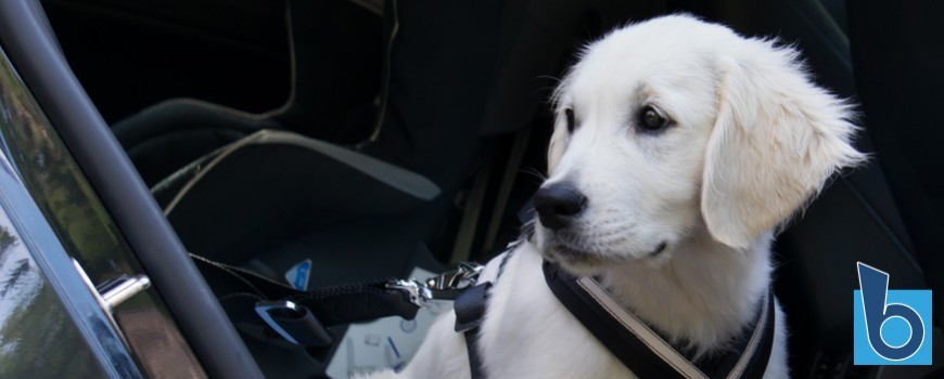 In viaggio con il cane: parti organizzato!