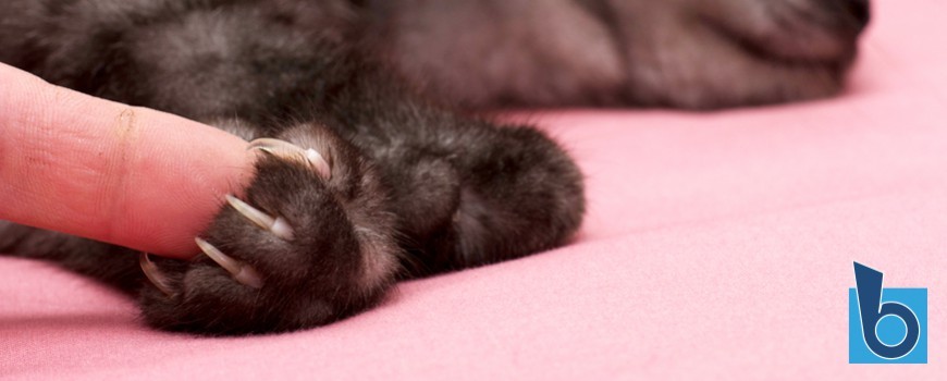 Le unghie del gatto e i mobili di casa: armonia possibile