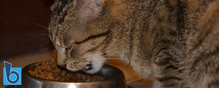 L’alimentazione del gatto: il cibo giusto nella ciotola