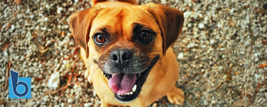 I denti del cane: come mantenerli sani a lungo
