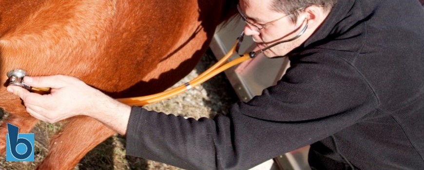 La gastrite nel cavallo: quali sono i sintomi e le cause di questa patologia